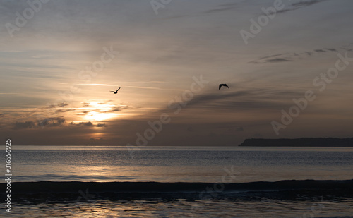 gulls hunting for food at dawn