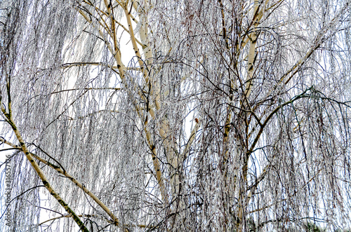 birch with hoarfrost