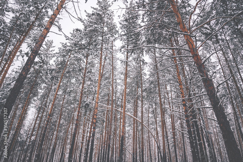 Beautiful tall pines in winter in the forest, background of trees