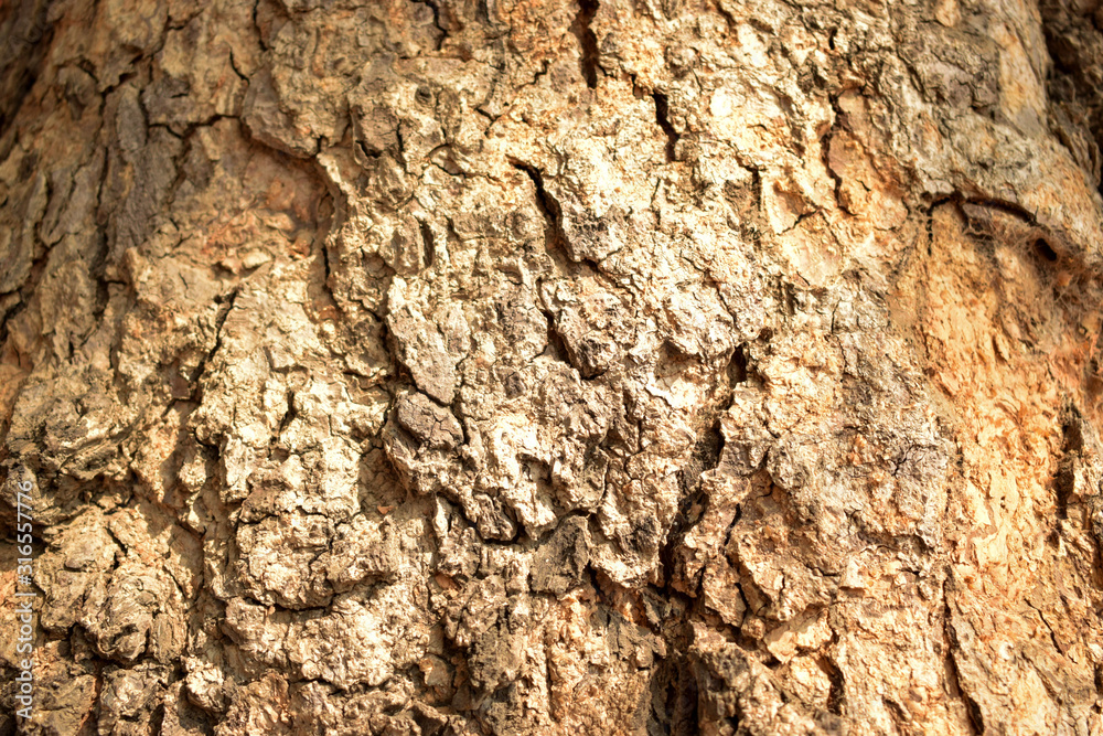 Tree Bark Texture Background Image Tree Bark Texture Background Image