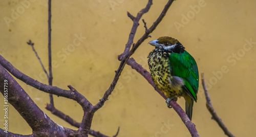 closeup of a white eared cat bird, colorful tropical bird specie from new guinea photo