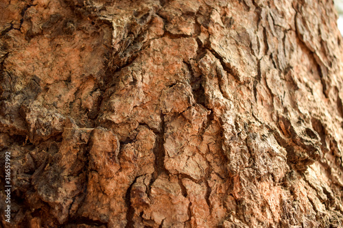 Tree Bark Texture Background Image