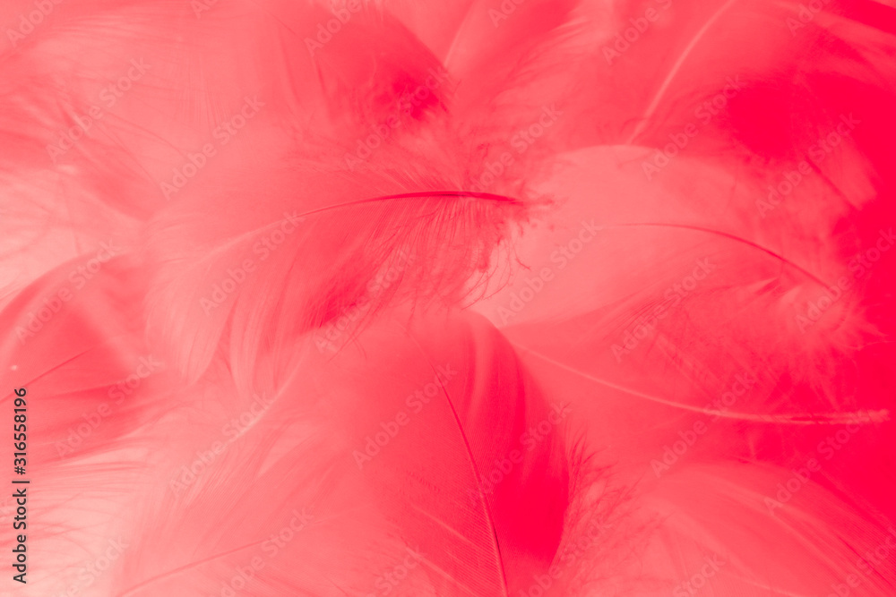 Beautiful abstract colorful white and red feathers on white background and soft white pink feather texture on pink pattern and light red background