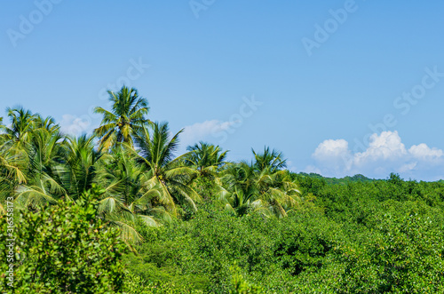 View over mangroves and palms with blue sky on Grande-Terre, Guadeloupe