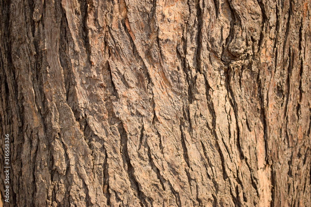 Tree Bark Texture Background Close-Up Image Tree Bark Texture Background Close-Up Image