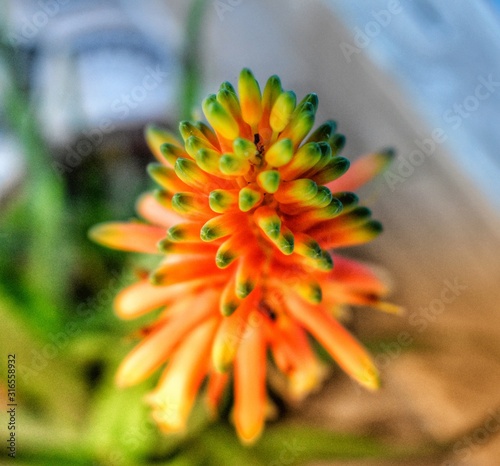 Aloe Vera Flower