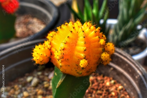 A Yellow Barrel Cactus