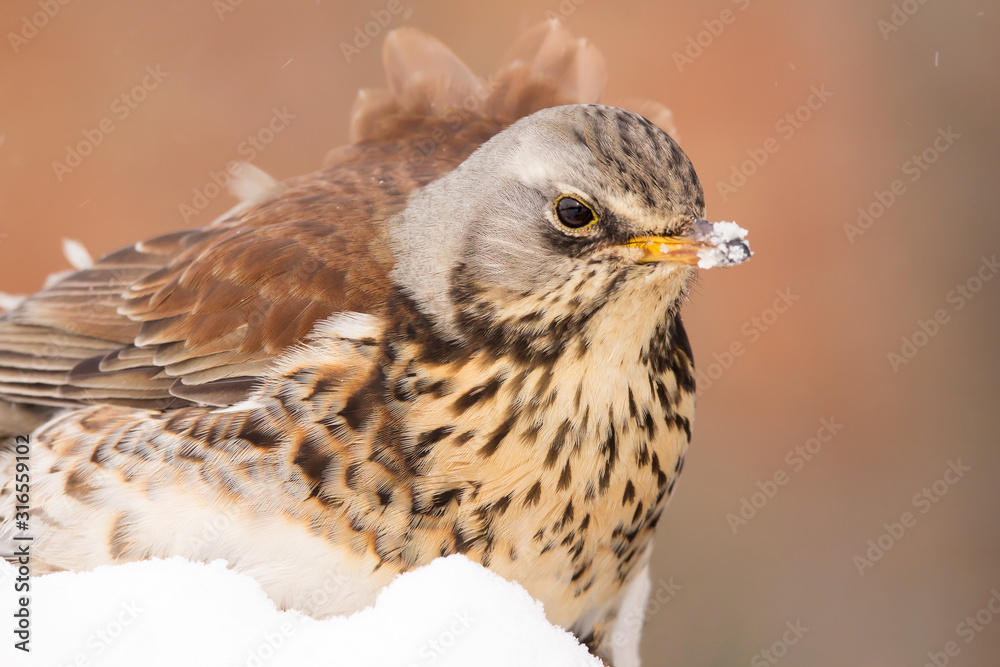 Fototapeta premium Fieldfare (Turdus pilaris) thrush bird close up