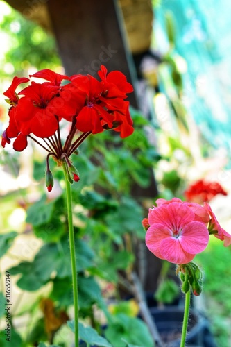 red geranium flowers in the garden