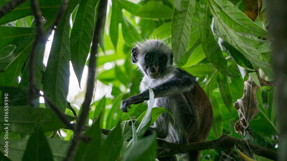 Fototapeta premium Red colobus monkey Tansania Sansibar Südafrika