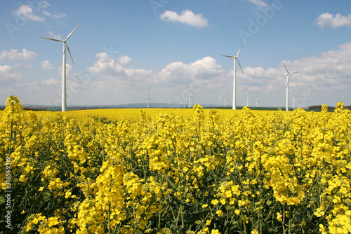 Rapsfeld im Frühling blüht gelb mit Windrädern im Hintergrund