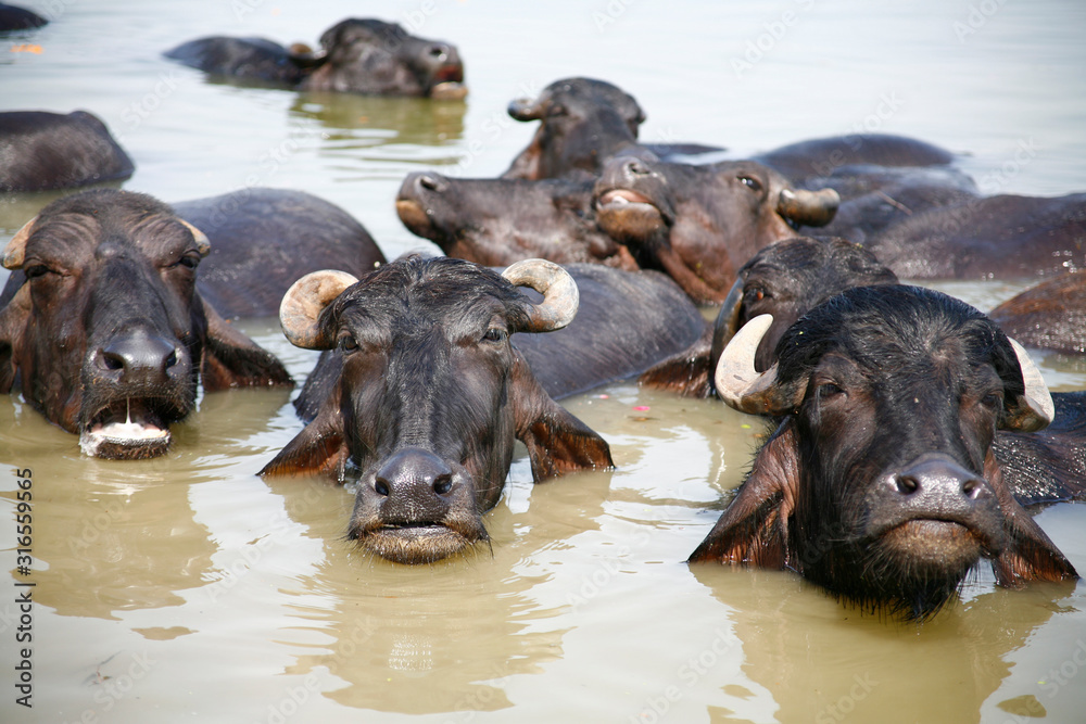 buffalo in the water bathing in the Ganges buffalo in the water bathing in the Ganges
