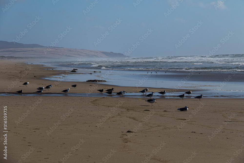 Birds on a deserted beach near Oso Flaco Lake, California Birds on a deserted beach near Oso Flaco Lake, California