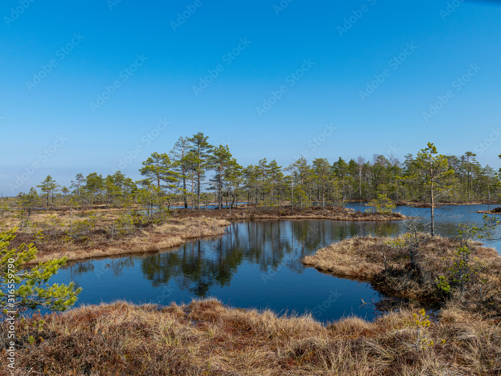 simple swamp landscape with swamp grass and moss in the foreground, small swamp pond and swamp pines in the background, blurry background simple swamp landscape with swamp grass and moss in the foreground, small swamp pond and swamp pines in the background, blurry background