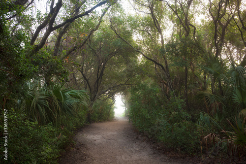 The enchanted forest of the Ponce Preserve that is 41 acres stretching from the Atlantic Ocean to the Halifax River and the site of the Green Mound State Archaeological Site, an ancient Indian midden.