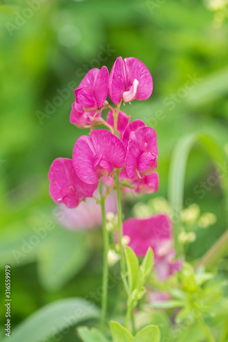 The sweet pea (Lathyrus odoratus) is a flowering plant in the family Fabaceae. Wild flowers of Lathyrus odoratus, selective focus. 