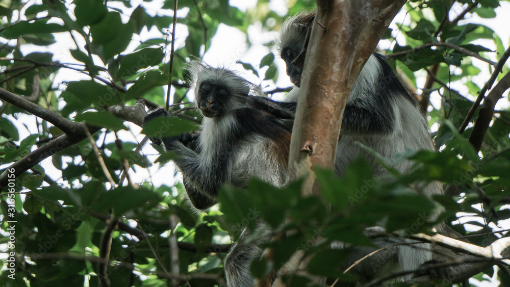 Obraz premium Red colobus monkey Tansania Sansibar Südafrika