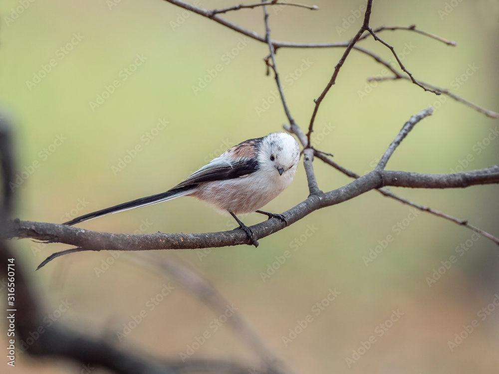 Long-tailed tit, Aegithalos caudatus, single bird on branch Long-tailed tit, Aegithalos caudatus, single bird on branch