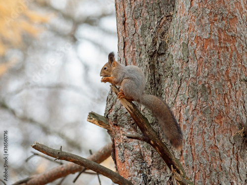 Euroasian red squirrel. Eurasian red squirrel  Sciurus vulgaris  is a species of tree squirrel in the genus Sciurus common throughout Eurasia. Red squirrel in autumn entourage