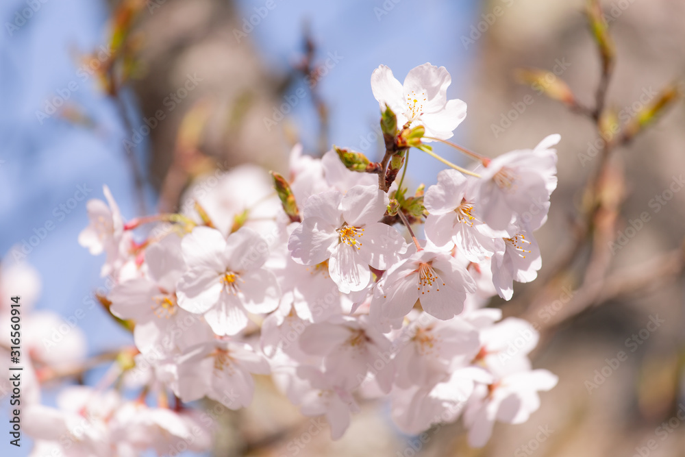 ふんわりしたイメージの桜の花
