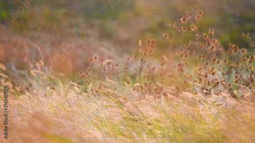 grass swaying in the wind
