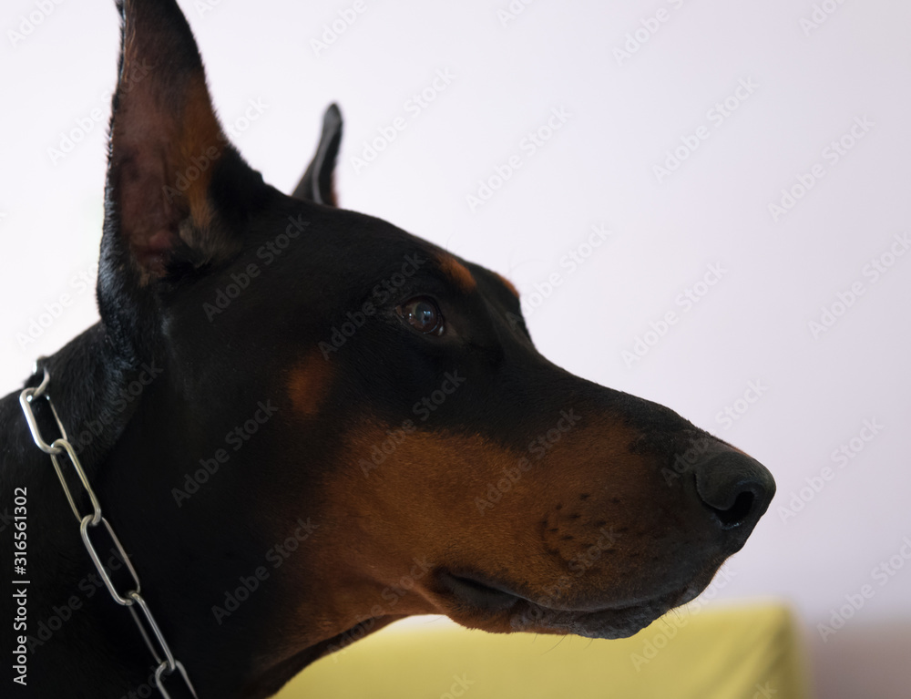 Black Brown Male Doberman Dog