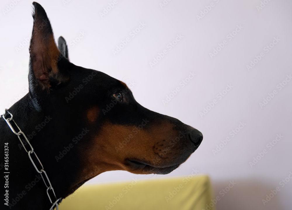 Black Brown Male Doberman Dog