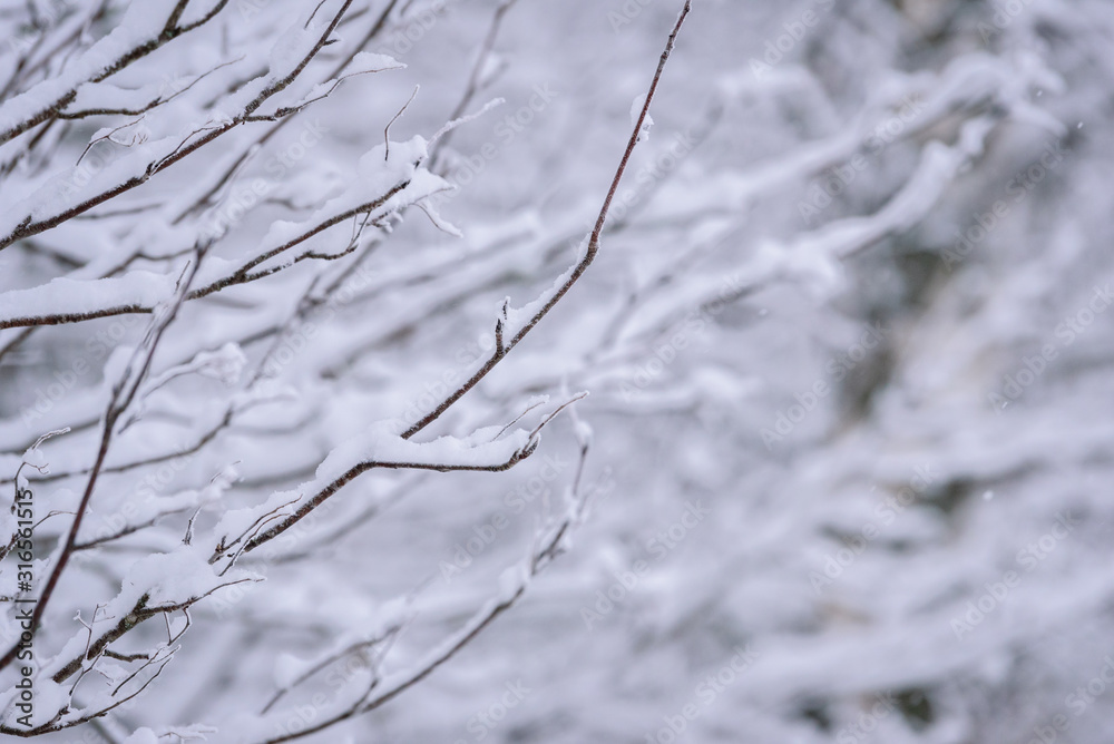 The branch of tree has covered with heavy snow in winter season at Lapland, Finland. The branch of tree has covered with heavy snow in winter season at Lapland, Finland.