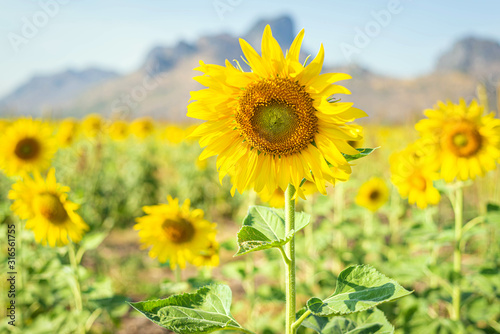 Sunflower field with beautiful blue sky