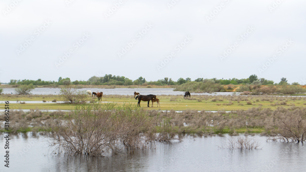 Green flood meadow. Away the horses and the foal. Green flood meadow. Away the horses and the foal.