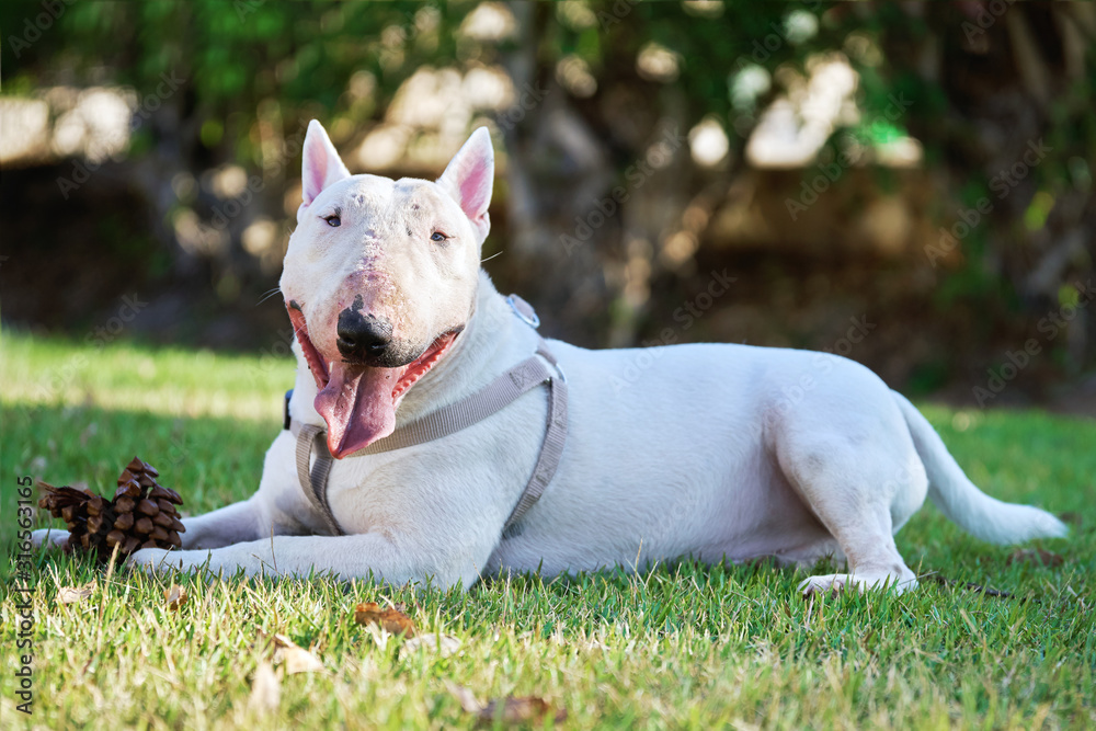 White bull terrier wearing a harness with a large cone lying on green grass outdoors in summer day