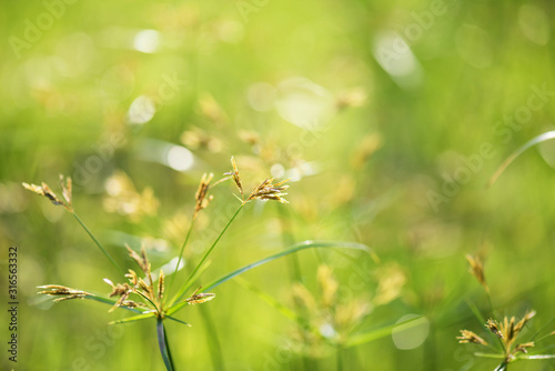 Flower grass with sunrise bokeh background