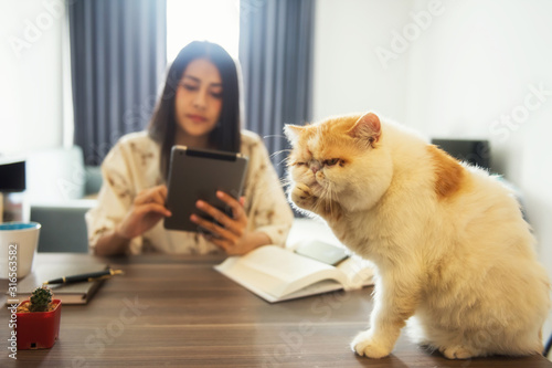 Φωτογραφία Sad cat ignore by female owner
