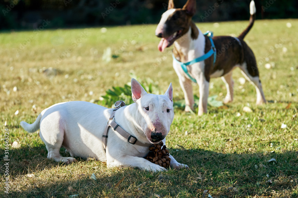Two bull terriers wearing harnesses on the green meadow in sunny summer day outdoors