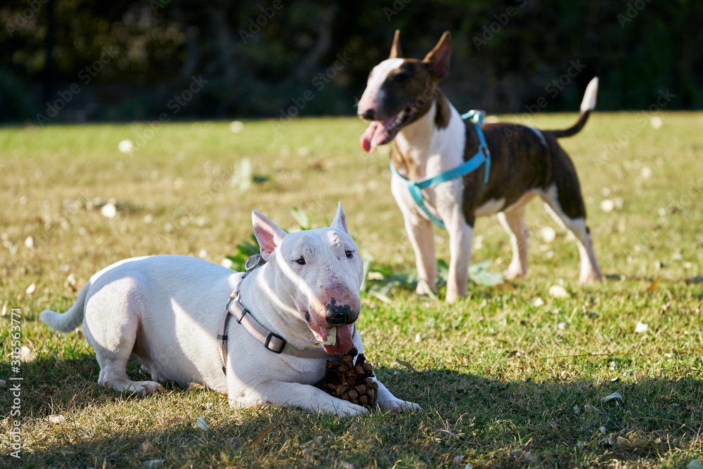 Two bull terriers wearing harnesses on the green meadow in sunny summer day outdoors