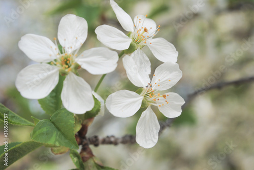 Flowering cherry tree. White flowers. Spring.