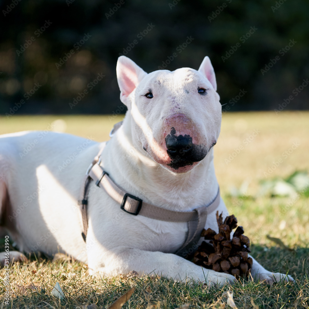 White bull terrier with a large cone lying on green grass outdoors