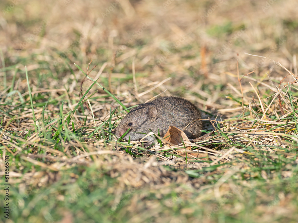 Fototapeta premium The mouse looks out of its hole. The mouse looks. Mouse in nature.