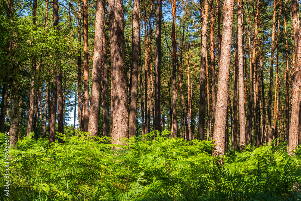 Sunlit trees in the forest, ferns on the ground, Germany Sunlit trees in the forest, ferns on the ground, Germany
