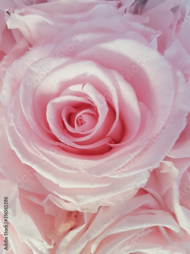 Rosa Rosenblüte 