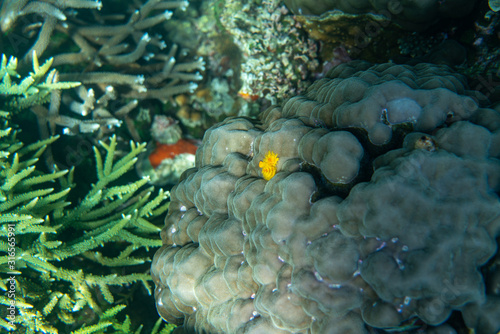 Unterwasseraufnahmen: Fische, Korallen © formgefuege