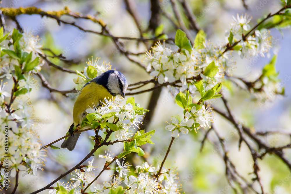 Obraz premium Eurasian blue tit bird. Cyanistes caeruleus. Birds in garden, spring time.