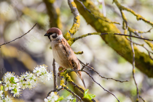 Eurasian tree sparrow, Passer montanus on tree. Spring time. photo