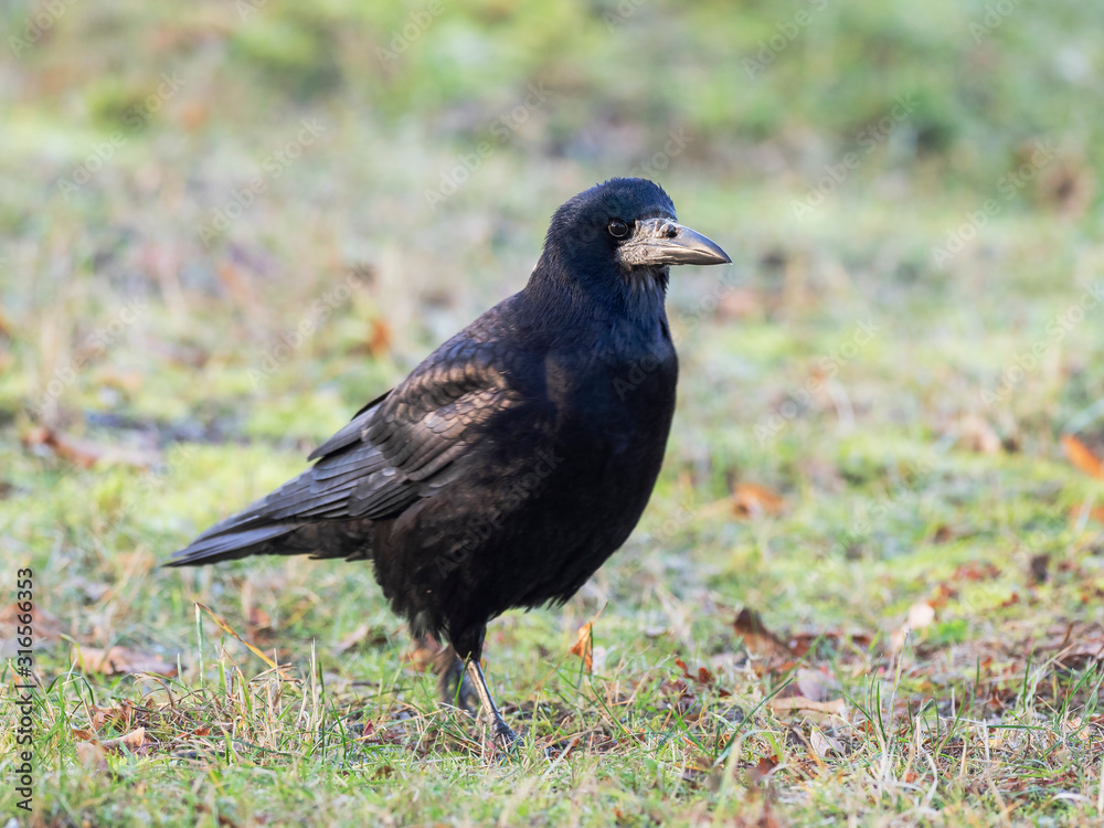 Obraz premium Portrait of Eurasian rook (Corvus frugilegus). Rook on earth looking for food.