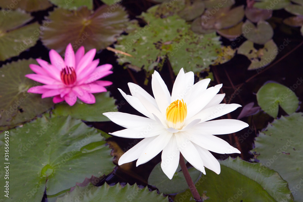 White and pink lotus on the surface of the water. Focus on a white flower White and pink lotus on the surface of the water. Focus on a white flower