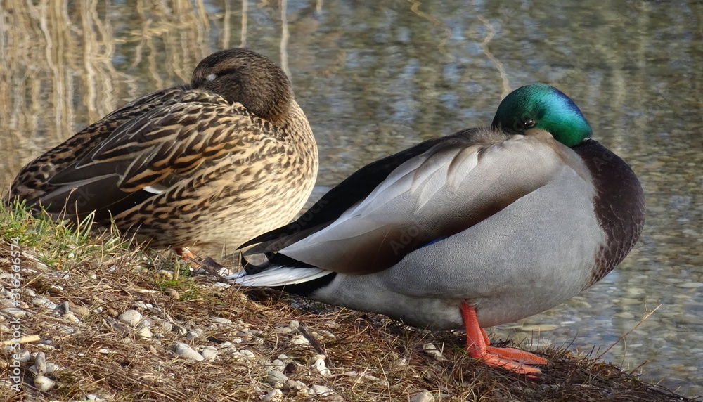 ducks on lake ducks on lake