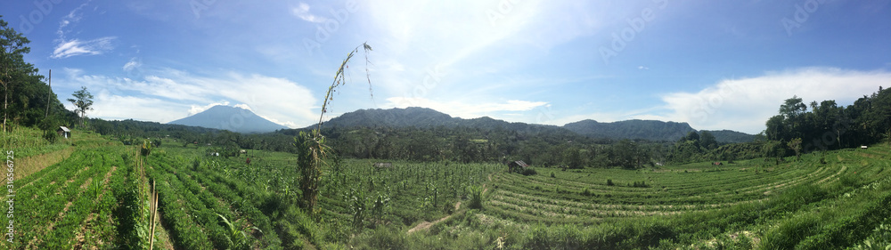 Panoramic views of cultivated green fields, jungle and mountains. Indonesia, Bali