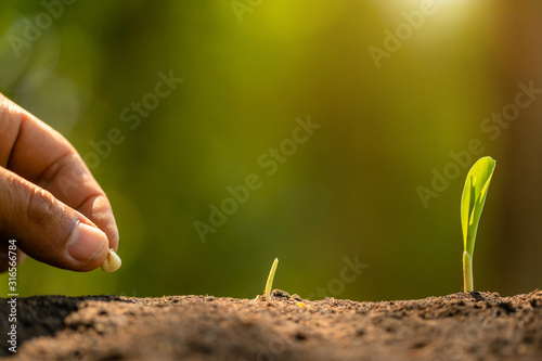 Farmer's hand planting seeds of corn tree in soil. Agriculture, Growing or environment concept