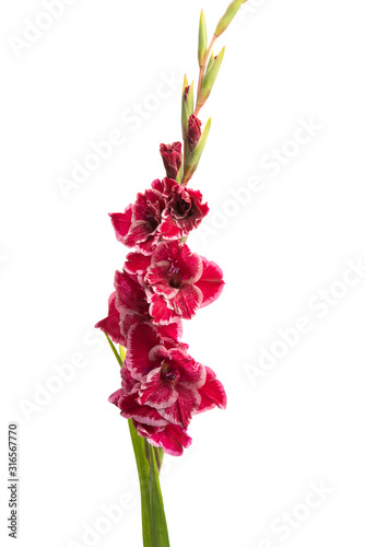 Obraz na płótnie gladiolus flowers isolated