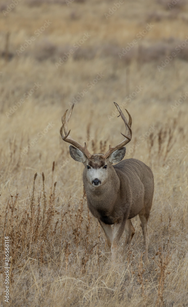 Buck Mule Deer in the Fall Rut in Colorado Buck Mule Deer in the Fall Rut in Colorado